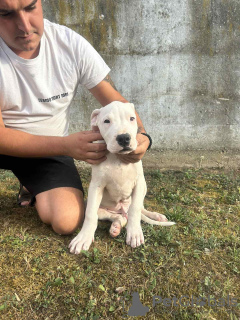 Photos supplémentaires: Chiots Dogue Argentin