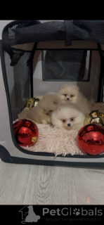 Photo №1.  - à vendre en ville de Novi Bečej | 500€ | Annonce №160867