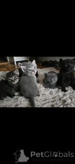 Photo №1. siamois - à vendre en ville de Carouge | 650€ | Annonce № 152172