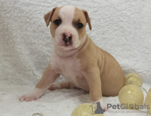 Photo №3. Chiots American Staffordshire Terrier. Biélorussie