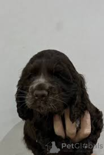 Photo №4. Je vais vendre cocker spaniel anglais en ville de Helsinki. annonce privée, éleveur - prix - 700€