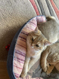 Photo №2 de l'annonce № 158620 de la vente british shorthair - acheter à Belgique annonce privée