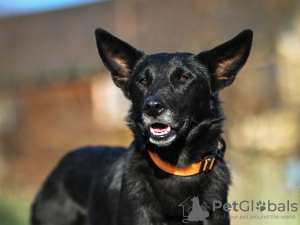 Photo №1. chien bâtard - à vendre en ville de Москва | Gratuit | Annonce №92726