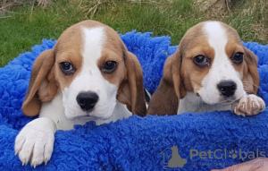 Photo №3. Schattige Driekleurige Beagle-Puppy's Voor Herplaatsing. Pays Bas