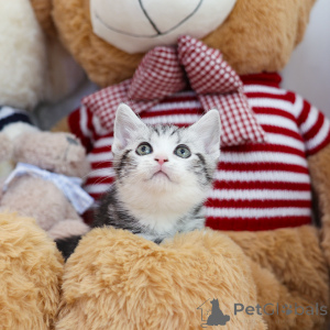 Photo №4. Je vais vendre munchkin en ville de Ohio. éleveur - prix - 319€