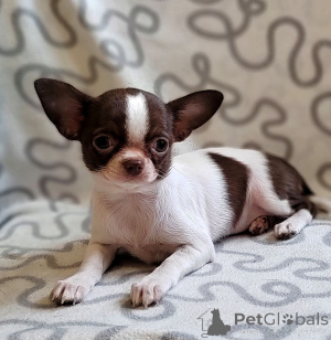 Photo №1. chihuahua - à vendre en ville de Darmstadt | 388€ | Annonce №155520