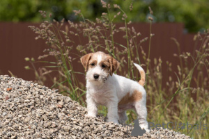 Photos supplémentaires: chiot Jack Russell Terrier