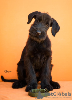 Photo №4. Je vais vendre schnauzer géant en ville de Ниш.  - prix - négocié