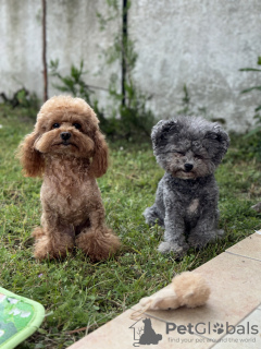 Photos supplémentaires: Deux garçons caniche