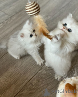 Photo №1. persan - à vendre en ville de Raleigh | 319€ | Annonce № 140658