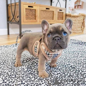 Photo №1. bouledogue - à vendre en ville de Stockholm | 379€ | Annonce №84879