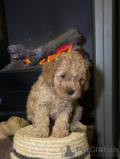 Photo №3. Chiots Cavapoo. Allemagne