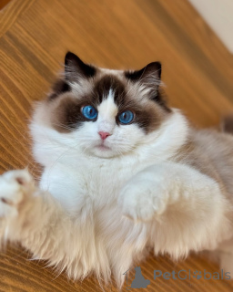 Photo №1. ragdoll - à vendre en ville de Glendalyugh | négocié | Annonce № 156522