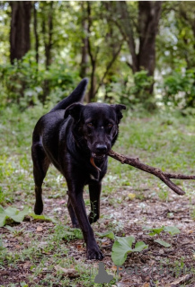Photo №2 de l'annonce № 157436 de la vente chien bâtard - acheter à Fédération de Russie annonce privée