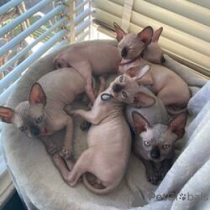 Photo №1. sphynx - à vendre en ville de Helsinki | 400€ | Annonce № 159208