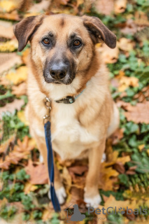 Photo №1. chien bâtard - à vendre en ville de Москва | Gratuit | Annonce №98613