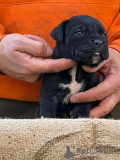 Photo №1. cane corso - à vendre en ville de Fracasse | négocié | Annonce №173340