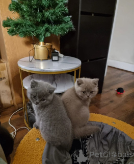 Photo №1. british shorthair - à vendre en ville de Brême | Gratuit | Annonce № 166981