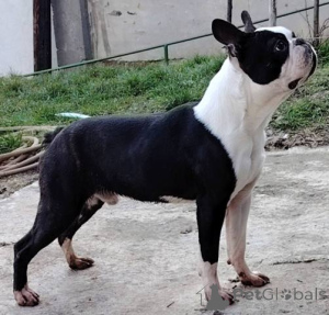 Photo №2 de l'annonce № 172762 de la vente terrier de boston - acheter à Serbie 
