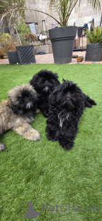 Photo №2 de l'annonce № 160921 de la vente shih tzu - acheter à Belgique annonce privée, éleveur