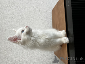 Photo №2 de l'annonce № 155989 de la vente maine coon - acheter à Fédération de Russie de la fourrière