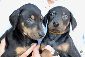 Photo №1. dobermann - à vendre en ville de Fristad | 860€ | Annonce №168376
