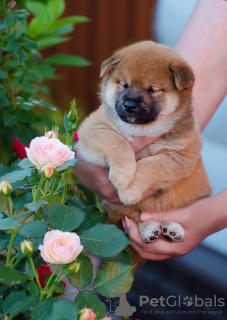 Photo №2 de l'annonce № 21265 de la vente shiba - acheter à Fédération de Russie annonce privée, de la fourrière