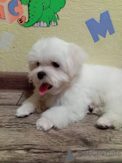 Photo №4. Je vais vendre bichon maltais en ville de Tachkent. annonce privée - prix - 473€