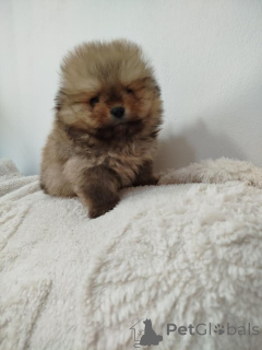 Photo №4. Je vais vendre spitz nain en ville de Vilovo. éleveur - prix - 1000€