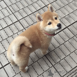 Photo №1. shiba - à vendre en ville de Tartu | négocié | Annonce №126504