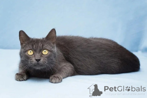 Photo №3. Moon - Une fille miniature cherche une maison.. Fédération de Russie