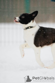 Photo №4. Je vais vendre chien bâtard en ville de Москва. annonce privée - prix - Gratuit