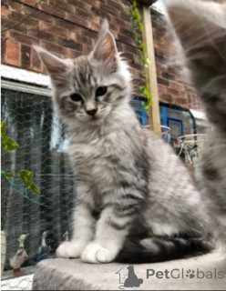 Photo №2 de l'annonce № 160419 de la vente maine coon - acheter à Danemark 