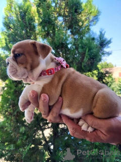 Photo №1. bulldog anglais - à vendre en ville de Zrenjanin | négocié | Annonce №110796