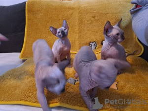 Photo №1. sphynx - à vendre en ville de Unterhaching | Gratuit | Annonce № 129954