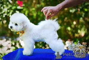 Photos supplémentaires: Chiot Bichon Frise à vendre