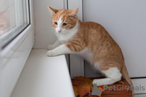 Photo №3. Beau chaton garçon rouge et blanc Pinky.. Fédération de Russie