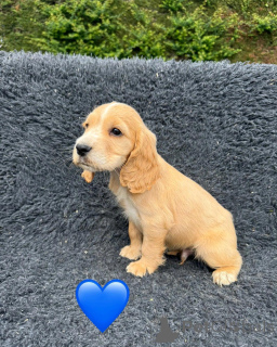 Photo №3. cadeau adorables chiots Cocker Spaniel. Chypre