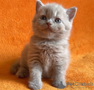 Photo №3. Продается Британский короткошерстный котенок. USA