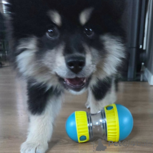 Photo №1. chien finnois de laponie - à vendre en ville de Alavus | 700€ | Annonce №169111