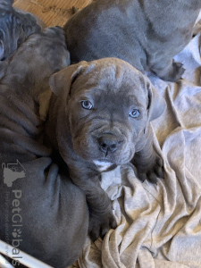 Photo №2 de l'annonce № 40732 de la vente cane corso - acheter à La Roumanie 