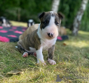 Photo №1. bull terrier - à vendre en ville de Kaunas | négocié | Annonce №120712