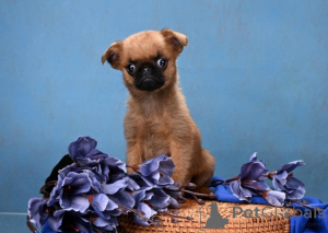 Photo №1. petit brabançon - à vendre en ville de Rivière moscou | 539€ | Annonce №161855