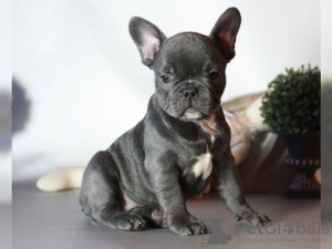 Photo №1. bouledogue - à vendre en ville de Дублин | 284€ | Annonce №125310