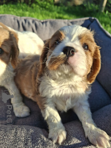 Photo №4. Je vais vendre cocker américain, cocker spaniel anglais, springer anglais, welsh springer spaniel, épagneul d'eau irlandais, chien d'eau espagnol, cavalier king charles spaniel, cavalier king charles spaniel, clumber spaniel, épagneul russe, épagneul tibétain en ville de Helsinki. annonce privée, de la fourrière, éleveur - prix - 1100€