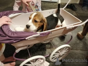 Photo №2 de l'annonce № 100510 de la vente beagle - acheter à Allemagne annonce privée