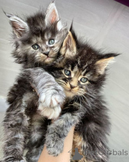 Photo №2 de l'annonce № 157351 de la vente chat des forêts norvégiennes - acheter à Allemagne de l'abri, éleveur