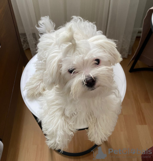 Photo №3. terrier maltais original. Turquie