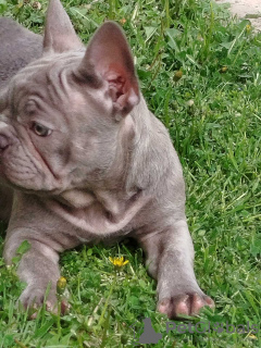 Photo №3. Chiots bouledogue français. Serbie