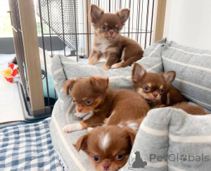 Photo №1. chihuahua - à vendre en ville de Франкфурт-на-Майне | négocié | Annonce №139186